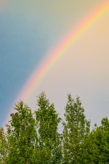 Rainbow in the sky after rain on trees with green leaves, summer landscape