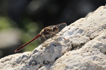 Common Darter (Sympetrum striolatum), Crete	