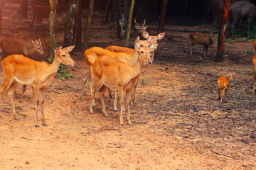Deer background in autumn meadow in the morning mist.