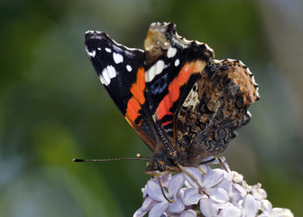 Red Admiral - Vanessa atalanta, Crete 