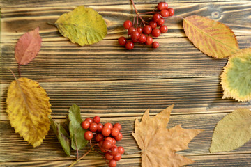 Autumn composition of colorful leaves red berries on a wooden background with autumn concept copy space