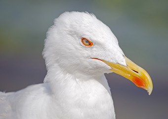 portrait of big seagull