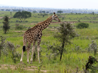 Rothchilds giraffe, Giraffa camelopardalis rothschildi