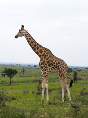 Naklejka premium Rothchilds giraffe, Giraffa camelopardalis rothschildi
