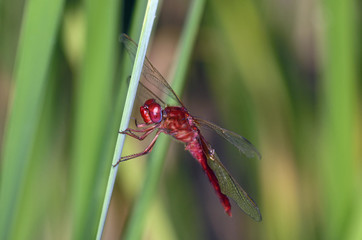 Scarlet Dragonfly - Crocothemis erythraea, Crete	