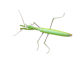 beautiful mantis on white