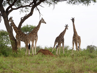 Rothchilds giraffe, Giraffa camelopardalis rothschildi