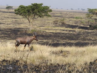Fototapeta premium Topi, Damaliscus korrigum