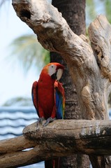 Red parrot