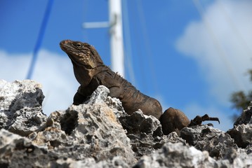 Beautiful iguana