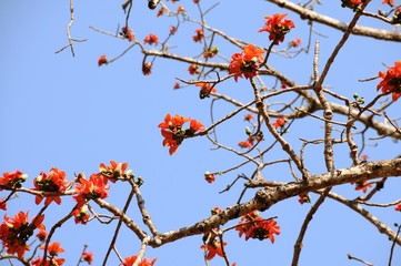 Tree nature flower