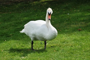 One swan