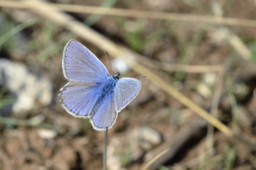 Common Blue - Polyommatus icarus, Greece	