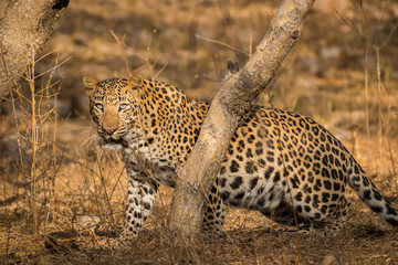 A leopard with his hard earned trophy in a beautiful morning light at jhalana forest reserve