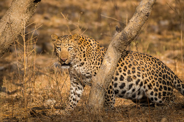 A leopard with his hard earned trophy in a beautiful morning light at jhalana forest reserve
