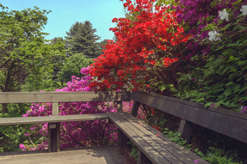 Fototapeta na wymiar bench in blooming rhododendrons