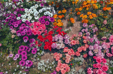 beautiful flower bed at springtime