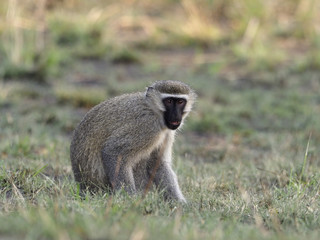 Vervet monkey, Chlorocebus pygerythrus