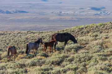 Wild Horses in Sand Wash Basin Colorado