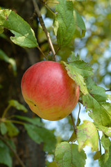Red ripe apple in the garden