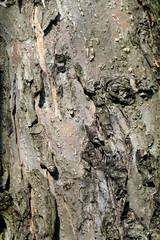 Texture of bark of apple tree