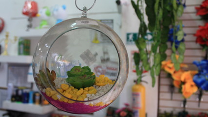 planta en esfera de vidrio