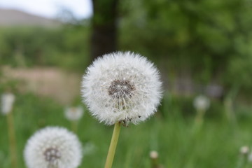 Dandelion in a field