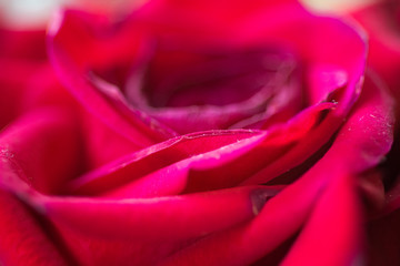 Rose macro