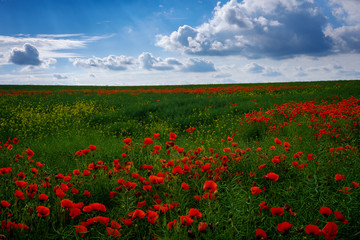 Obraz premium Yorkshire Poppy Field