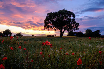 Yorkshire Poppies and Tree