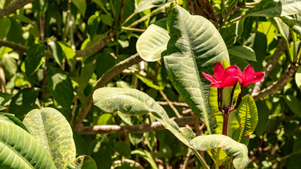 Mexican Plumeria