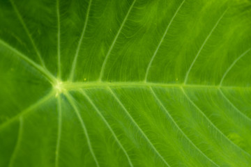 Fototapeta na wymiar Nature green leaf in tropical forest abstract texture background beautiful green tone with rainy dropped on to the leaf humid.