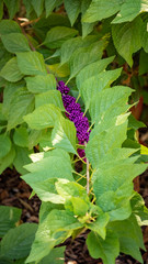 American Beautyberry