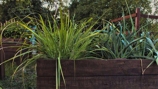 Lemongrass In The Garden