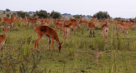 Fototapeta premium Uganda kob, Kobus kob thomasi