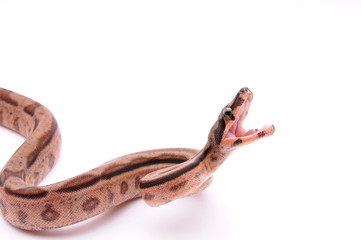 angry Boa constrictor imperator