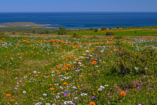 Multicolored wildflowers in West Coast National Park