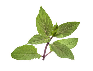 Chocolate Mint's fresh leaves at white background