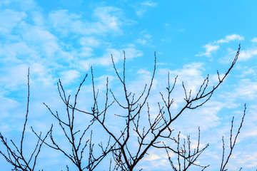 forest tree branches