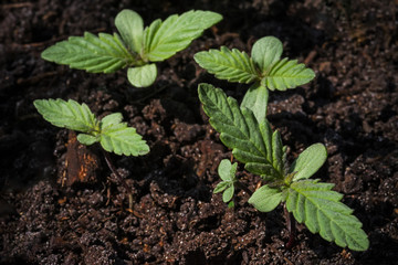 Several young sprouts of marijuana with the first leaves on the background of the soil. Selective focus.