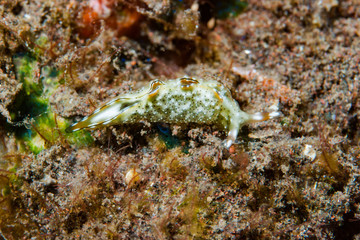Elysia ornata Sea Slug