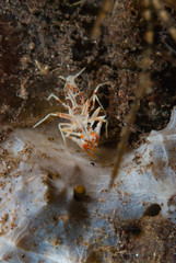 Tiger Shrimp Phyllognathia ceratophthalmus