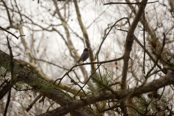 Black Bird / Ave negra