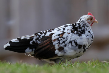 Huhn