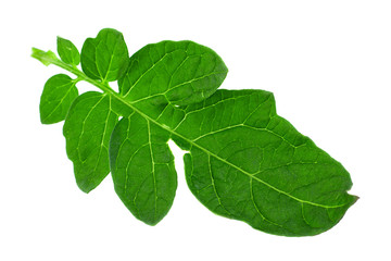 Tomato leaf closeup on white