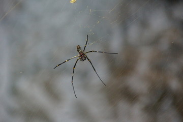Spider on Bali, Indonesia