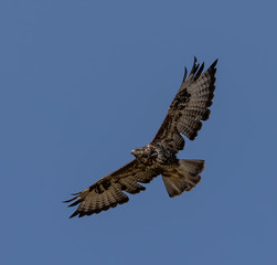 Common Buzzard