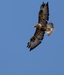 Common Buzzard