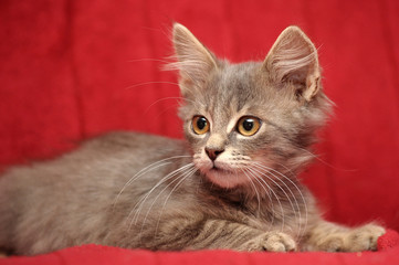 cute gray fluffy kitten on a red background