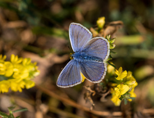 Common Blue Butterfly